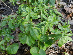 Ranunculus cassubicus
