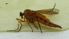 Rhagionidae