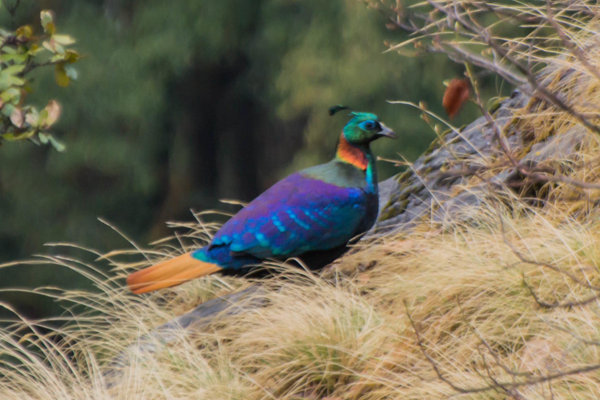 Nepali National Bird