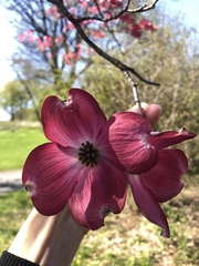 Cornus florida
