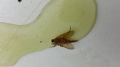 Rhagionidae