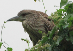Nycticorax nycticorax