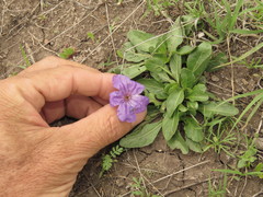 Ruellia lactea