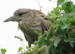 Nycticorax nycticorax