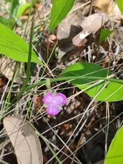 Callisia ornata
