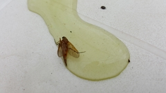 Rhagionidae