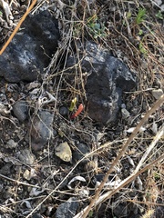 Sprekelia formosissima