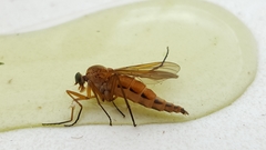 Rhagionidae