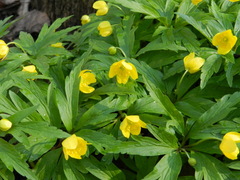 Anemonoides ranunculoides