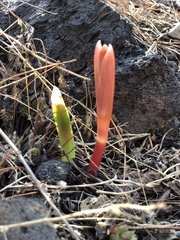 Sprekelia formosissima