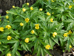 Anemonoides ranunculoides