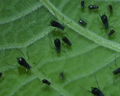 Uroleucon verbesinae