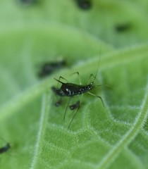 Uroleucon verbesinae