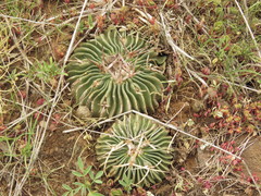 Echinofossulocactus crispatus