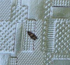 Mompha subbistrigella