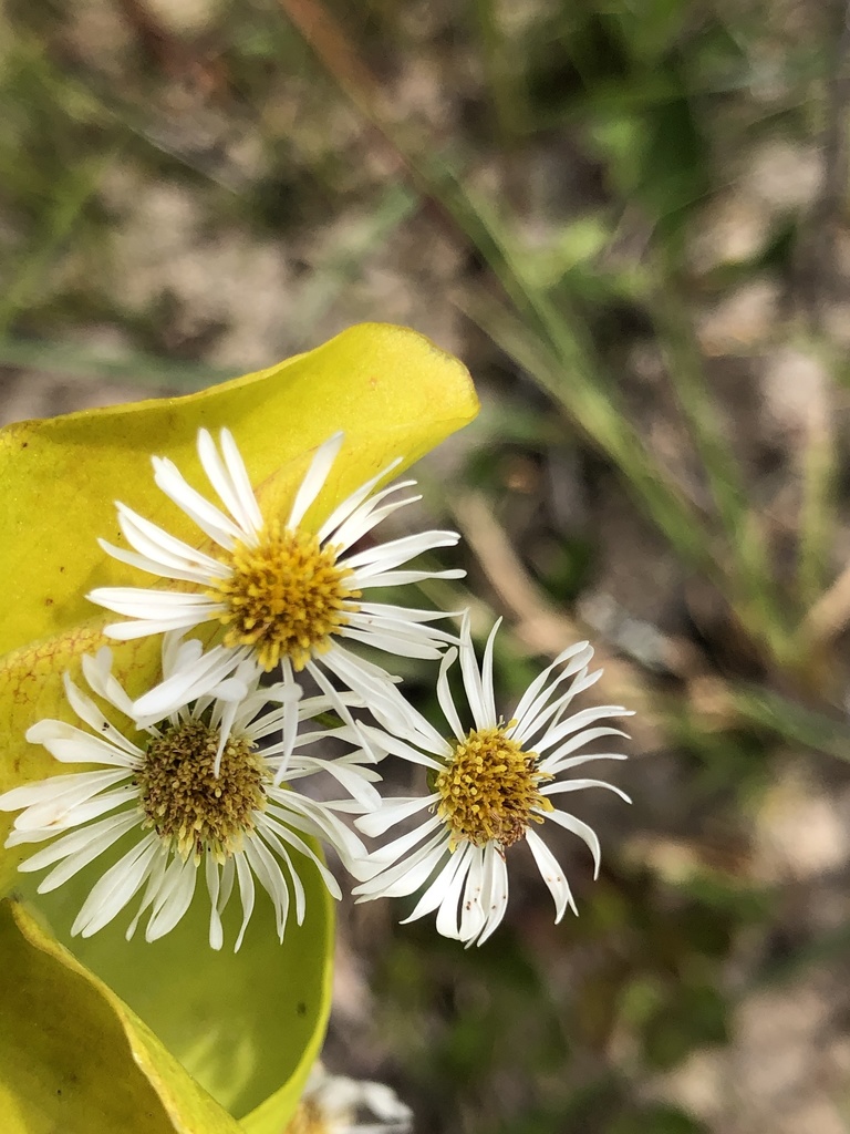 Early Whitetop Fleabane from Stone County, US-MS, US on April 29, 2022 ...