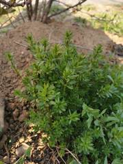 Galium mollugo