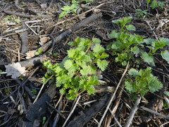 Urtica dioica
