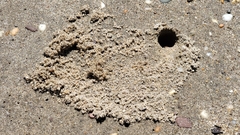 Leptuca pugilator