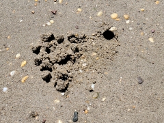 Leptuca pugilator