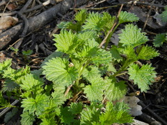 Urtica dioica