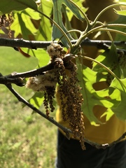 Callirhytis quercusoperator