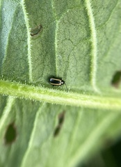 Phyllotreta striolata