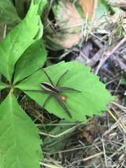 Pisaurina brevipes