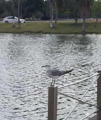 Leucophaeus atricilla