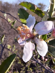 Malus ioensis