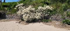 Prunus maritima