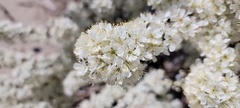 Prunus maritima