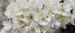 Prunus maritima