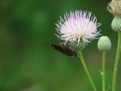 Cirsium nuttalii image