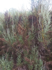 Seriphium burchellii