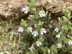 Chaenorhinum origanifolium