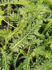 Achillea millefolium