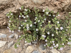 Chaenorhinum origanifolium