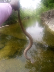 Nerodia erythrogaster