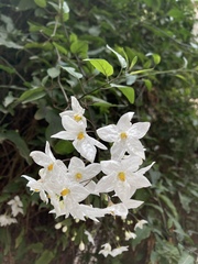 Solanum laxum