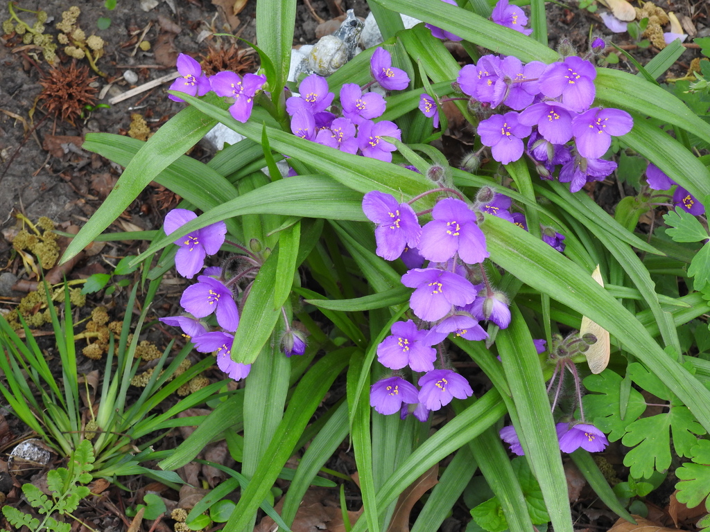 Tradescantia from Franz Park, St. Louis, MO, USA on April 29, 2022 at