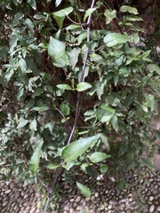Solanum laxum