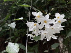 Solanum laxum