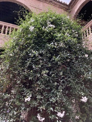 Solanum laxum