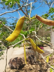 Erythrostemon yucatanensis
