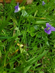 Viola sororia