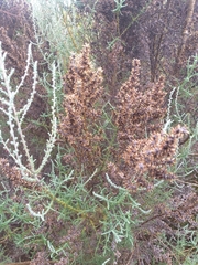 Seriphium burchellii