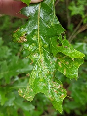 Melikaiella ostensackeni