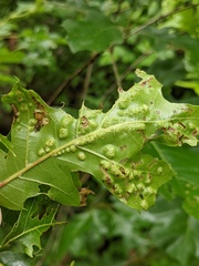 Melikaiella ostensackeni