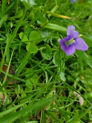 Viola sororia